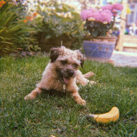 Butch & DHgate Pet avatar
