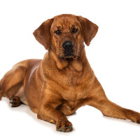 Doggo & Xander Dylan avatar