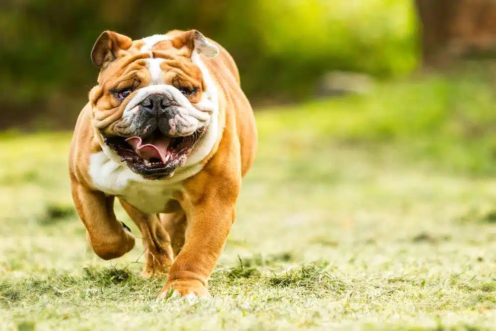 bulldog running on the ground