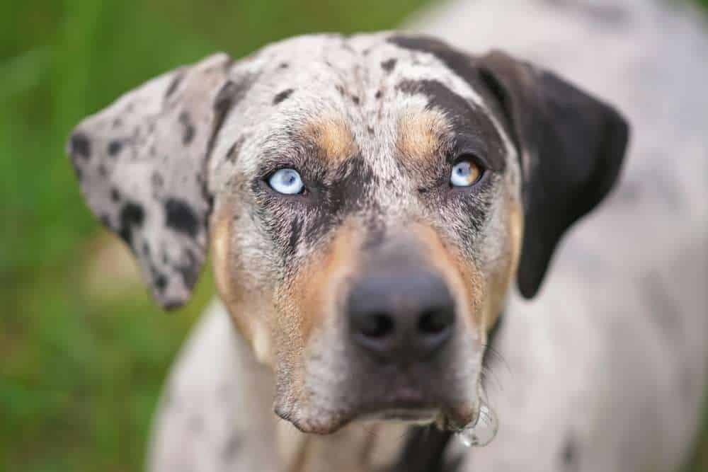 Catahoula Leopard Dog - Dog Breed Information & Characteristics - FurLyfe!