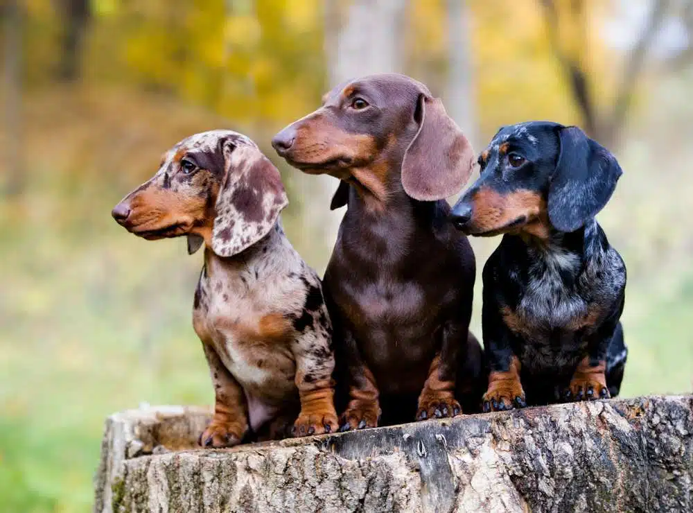Dachshunds, a small Guard Dog Breeds