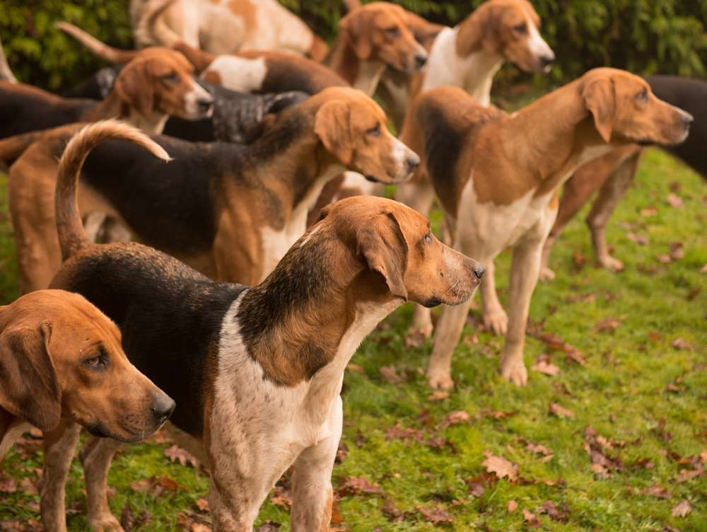 are american foxhounds friendly or dangerous to strangers