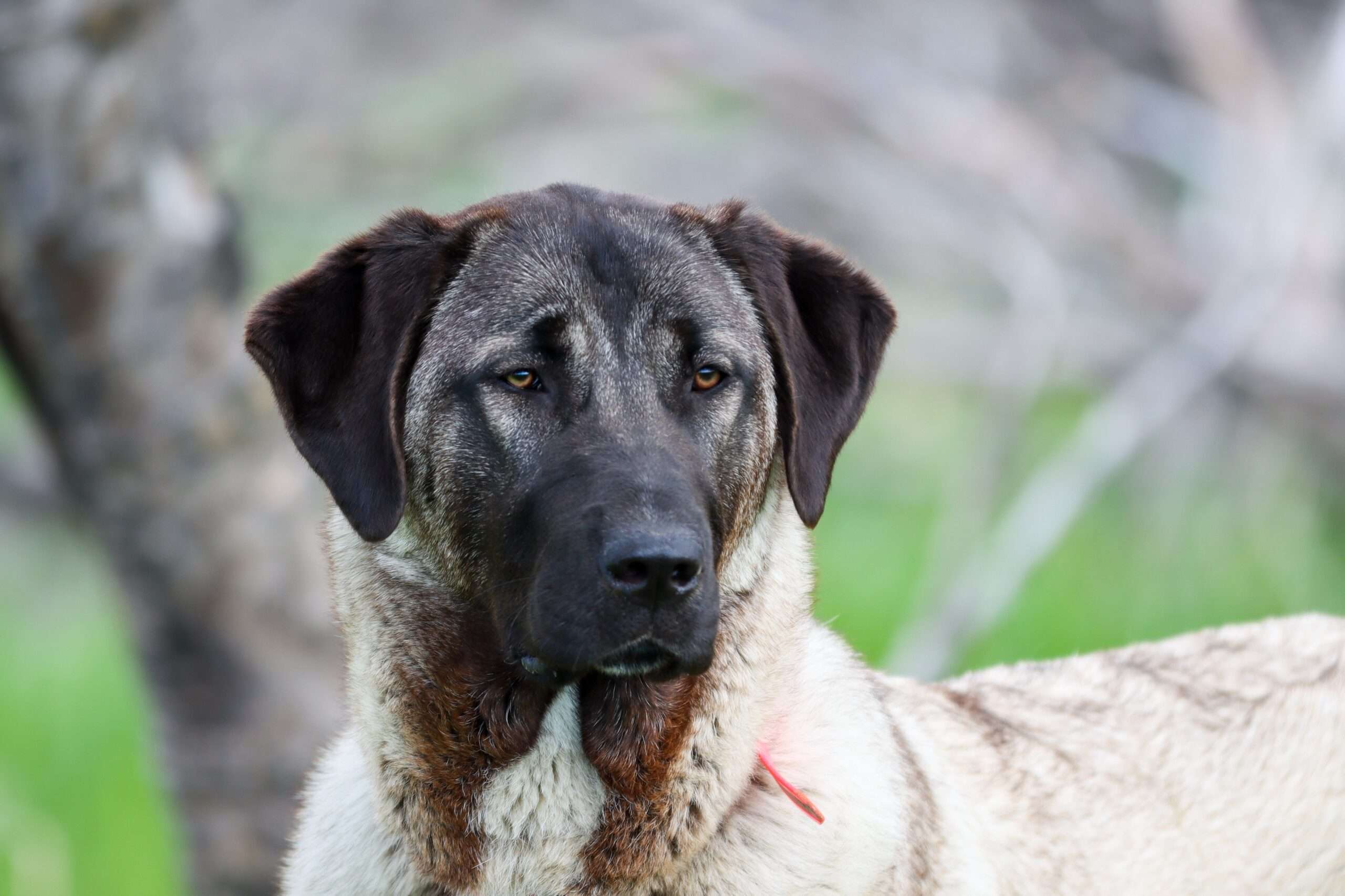 Kangal Dog -Dog Breed Information & Characteristics - FurLyfe!