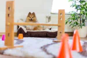 Create an Obstacle Course for your Dog