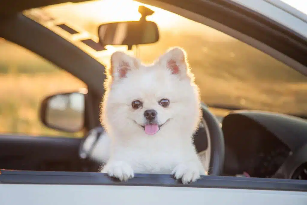 Pomeranian smile from the car Small Guard Dog Breeds