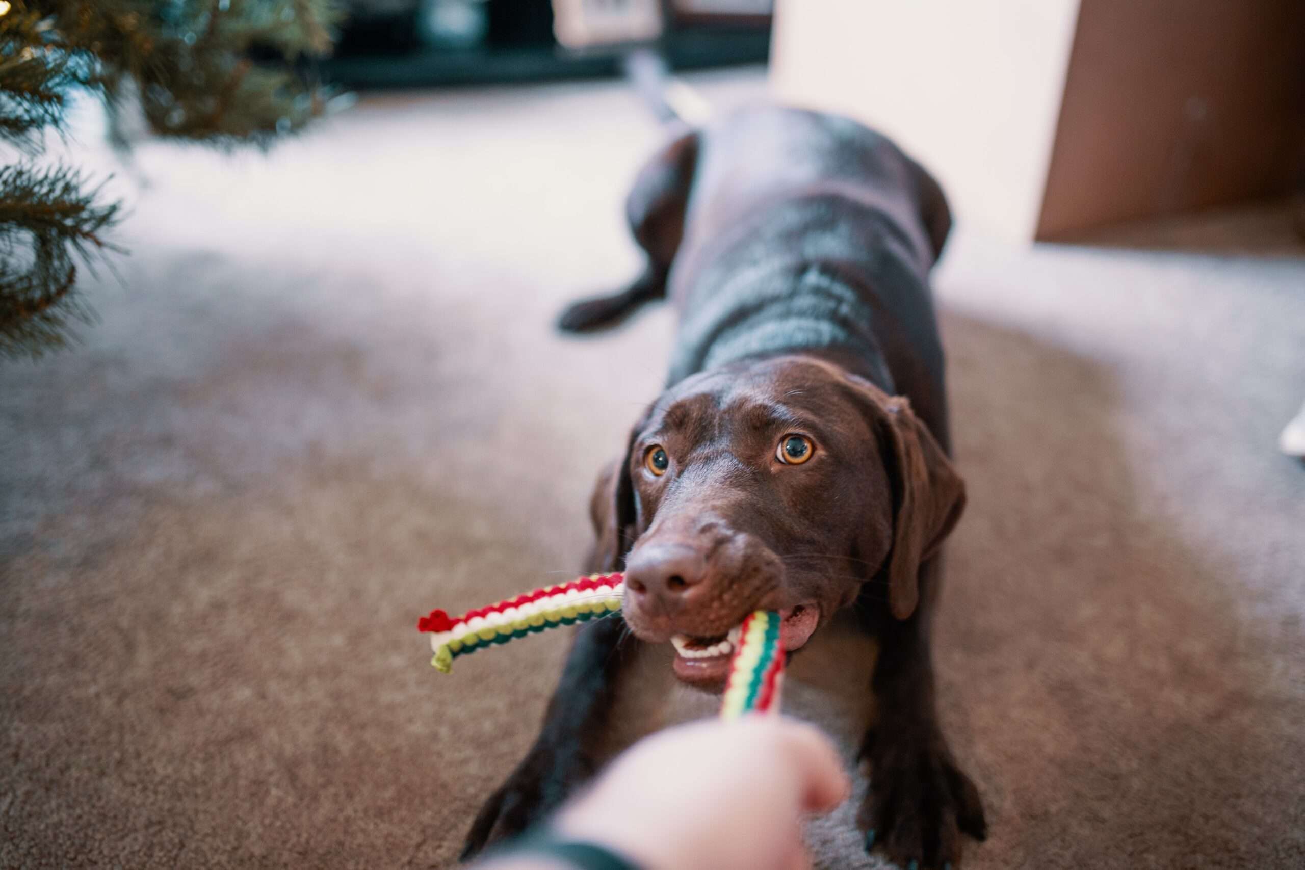 Best DIY Dog Enrichment Activities