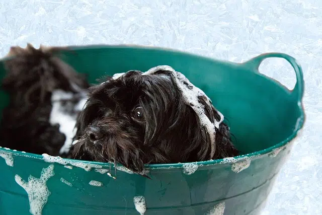 puppy, bath, foam, bathe a puppy