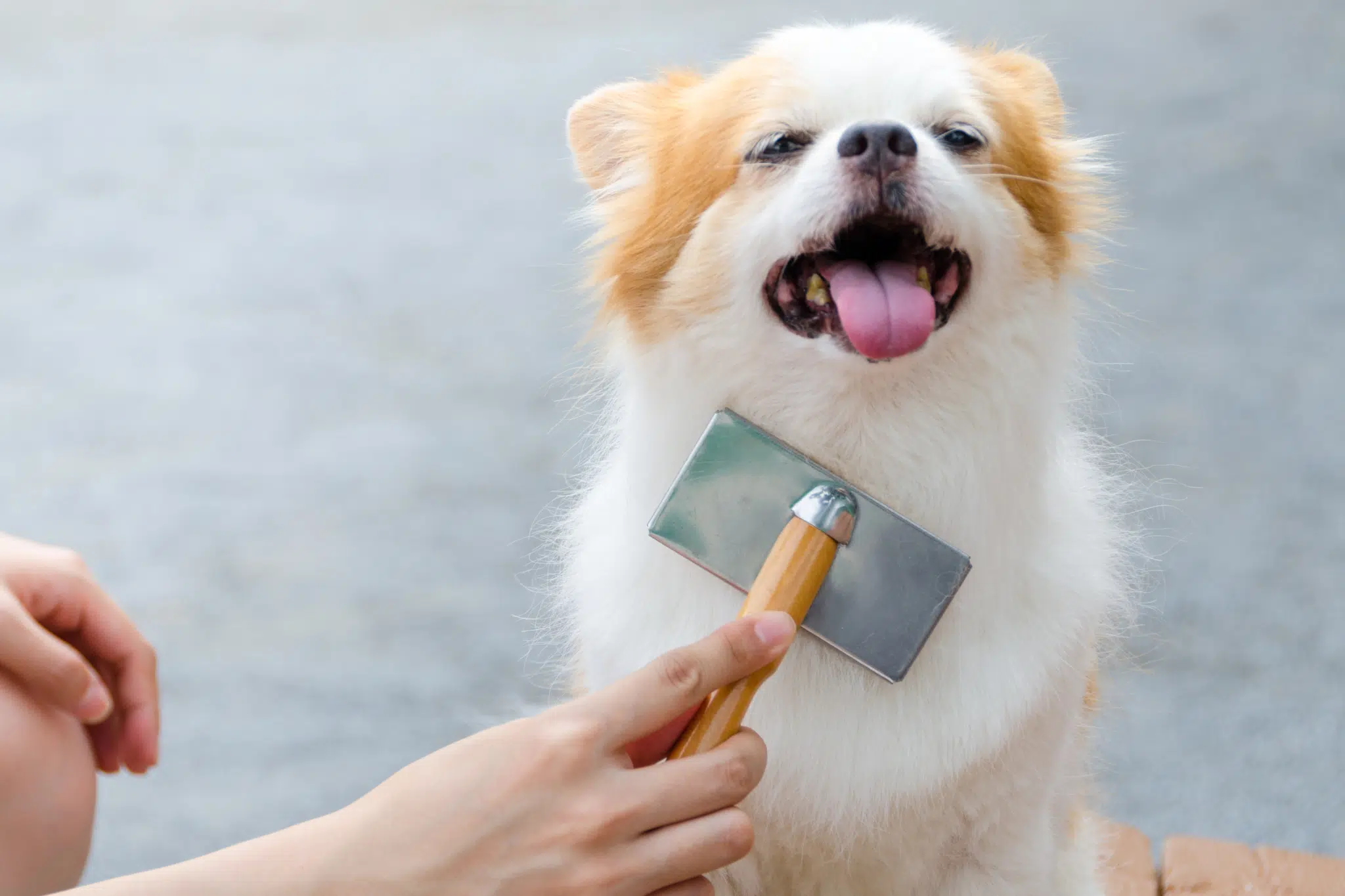 A dog smiling while being brushed