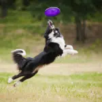 how.to teach a dog to catch a frisbee, play frisbee, disc dogs