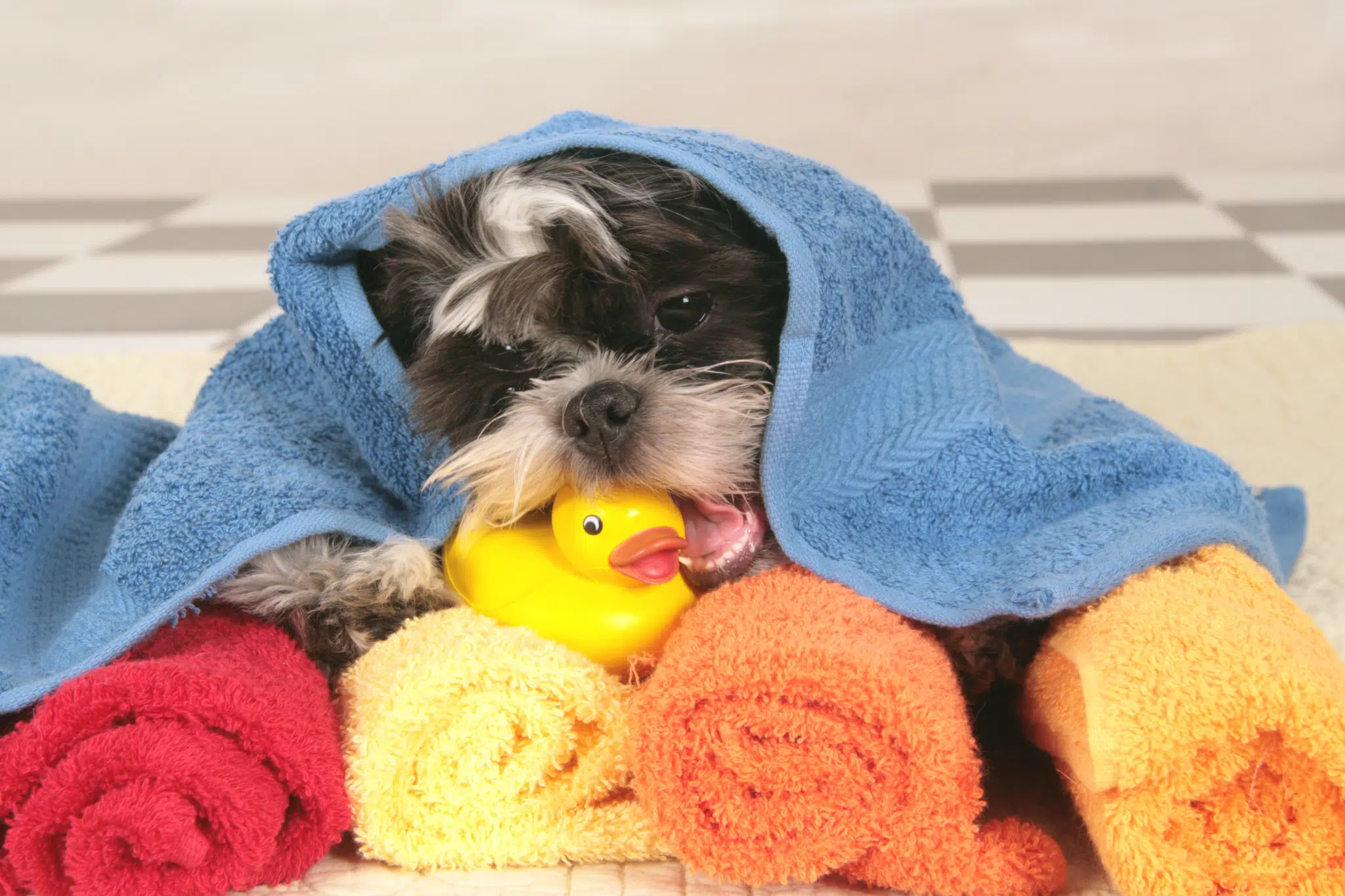 Puppy bathe