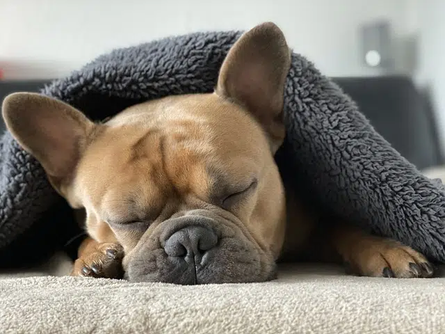 french bulldog, dog, sleep
