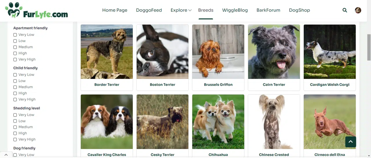 Border Terrier, Boston Terrier, Brussels Griffon