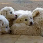 maremmano, white, shepherd dog