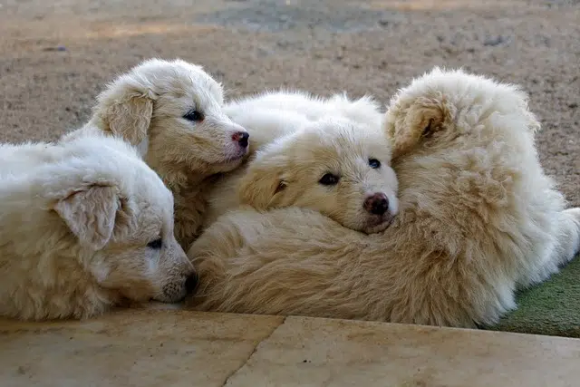 maremmano, white, shepherd dog
