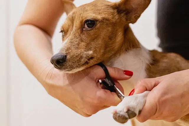 nail clipping, pet grooming, dog, safely cut dog nails