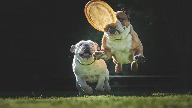 bulldog, dog, jump