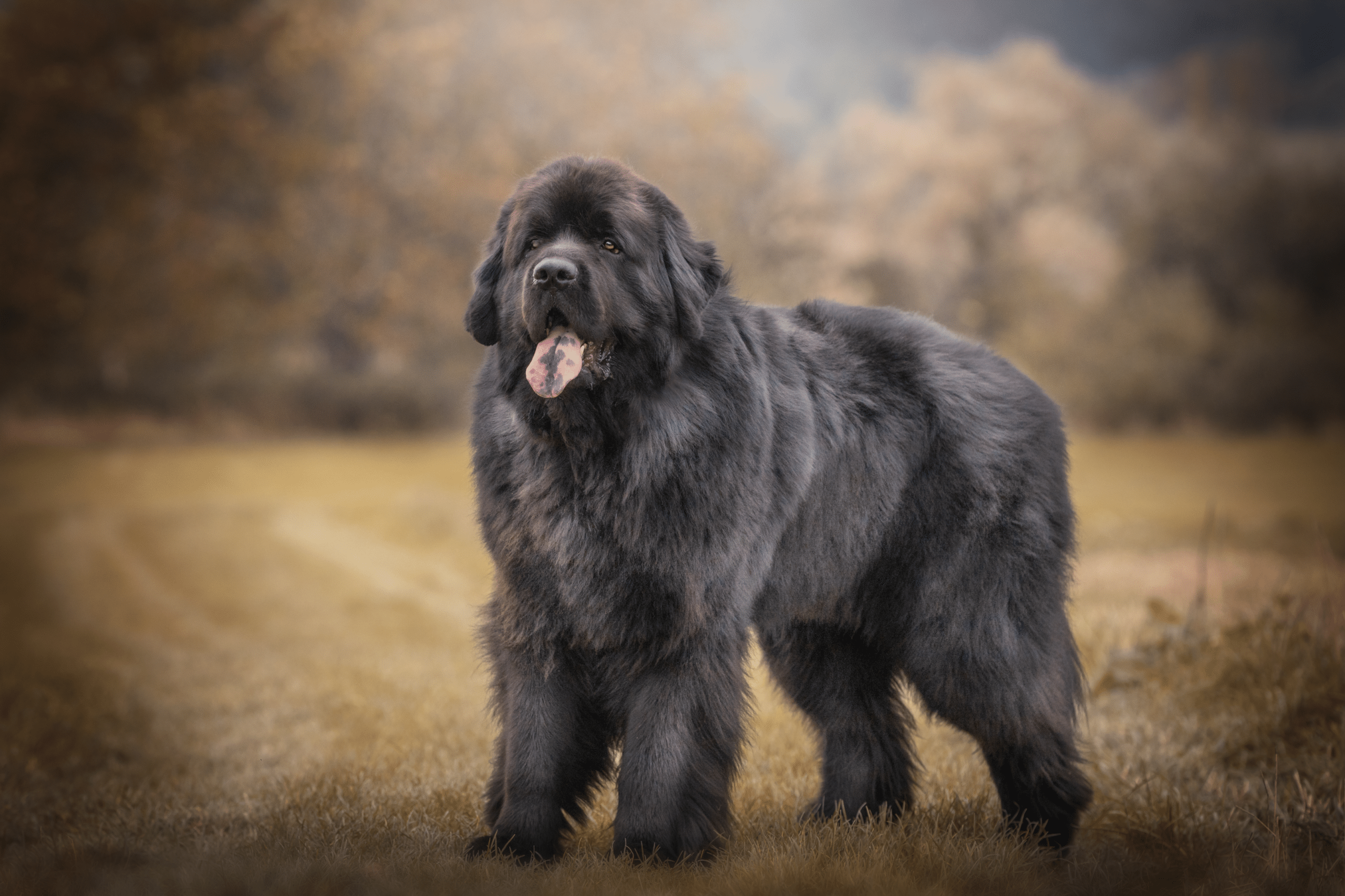 Shutterstock, Newfoundland, big dogs, guard dog, tall dog