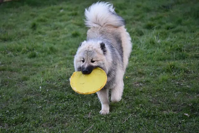 dog, eurasier, frisbee