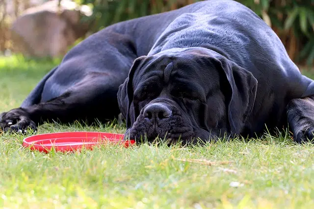 dog, sleep, frisbee disc