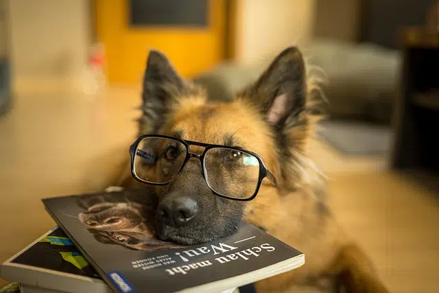 dog, glasses, book
