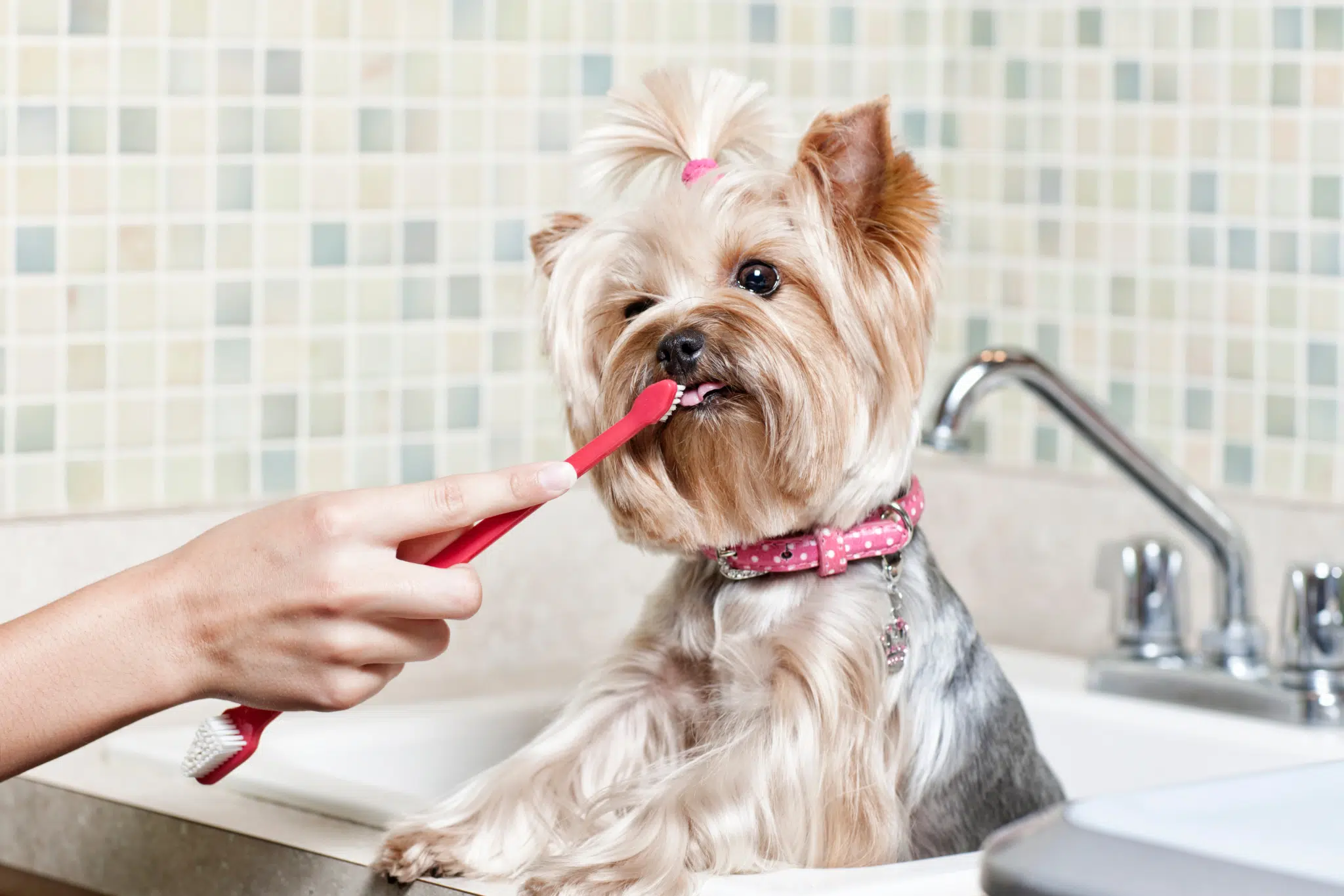 A yorkshire Terrier having their teeth brushed