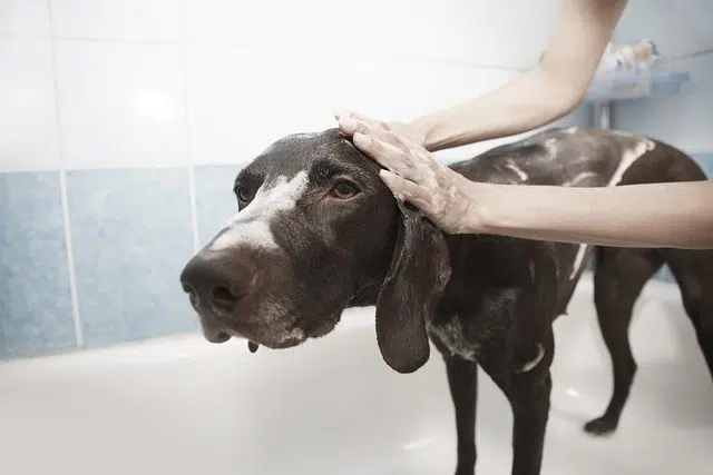 How to bathe puppy