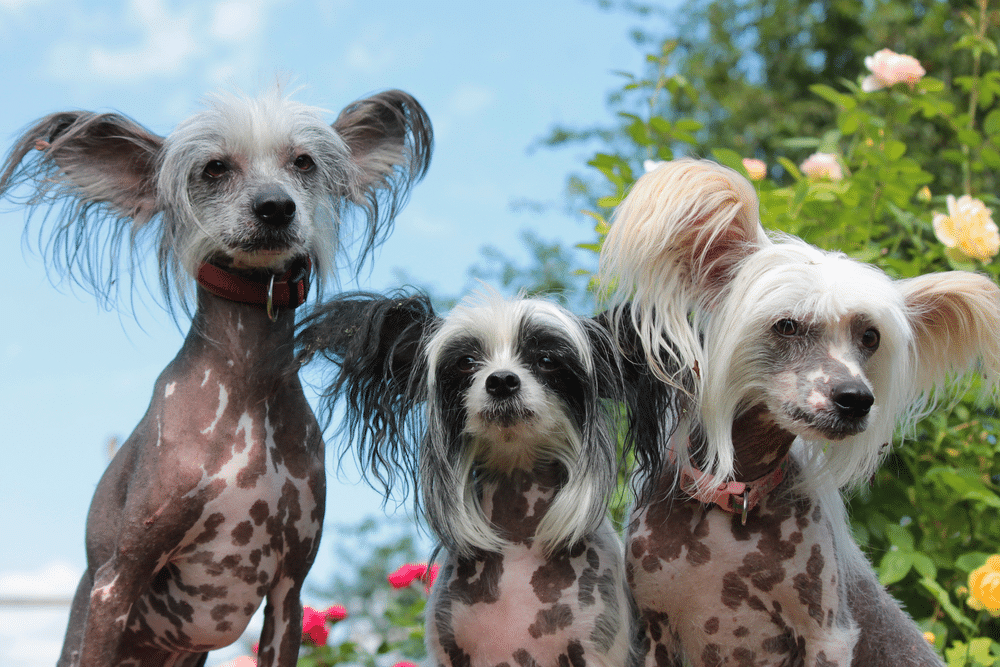 Shutterstock Chinese Crested Dog Breed Hairless Dog