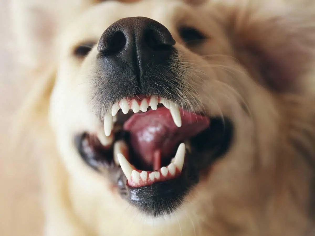 many teeth do dogs, dog's mouth, adult dogs