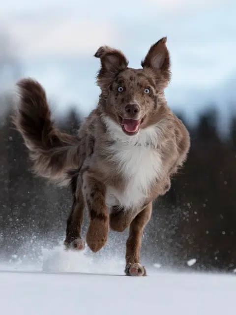 dog, australian shepherd, run