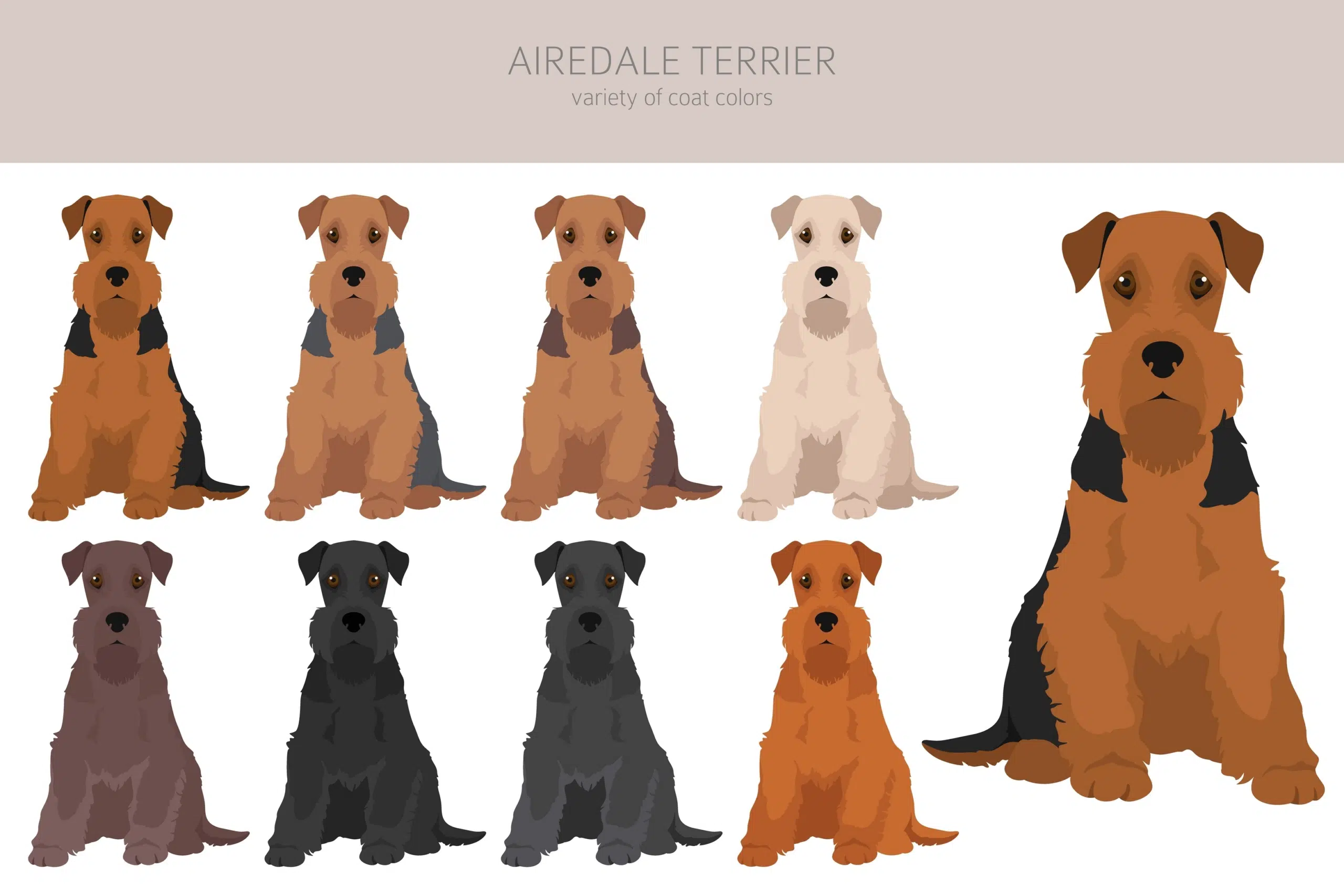 Coat Varieties of the Airedale