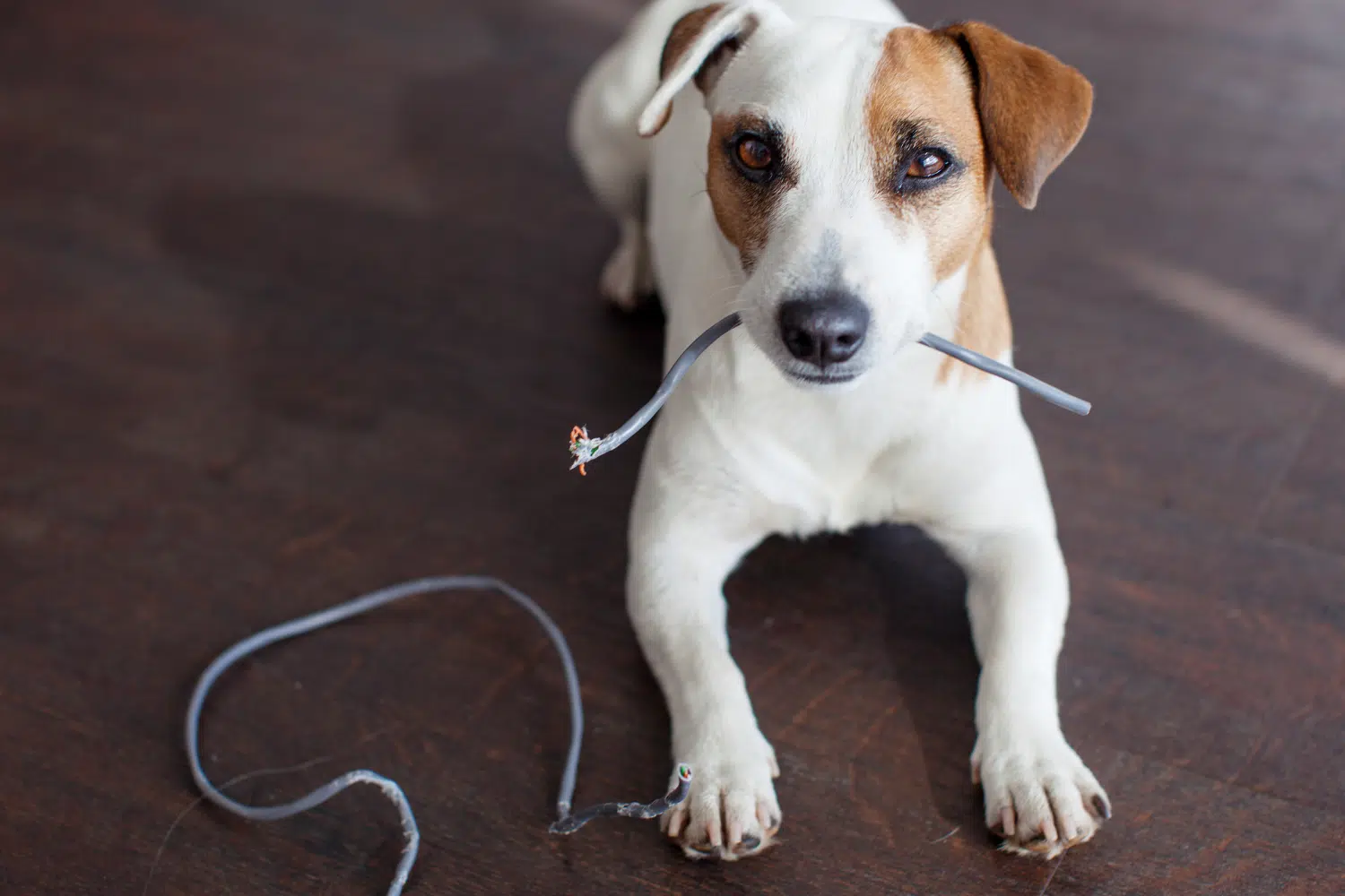 Puppy chewing cable
