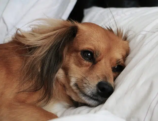 sad, dog, lying in bed