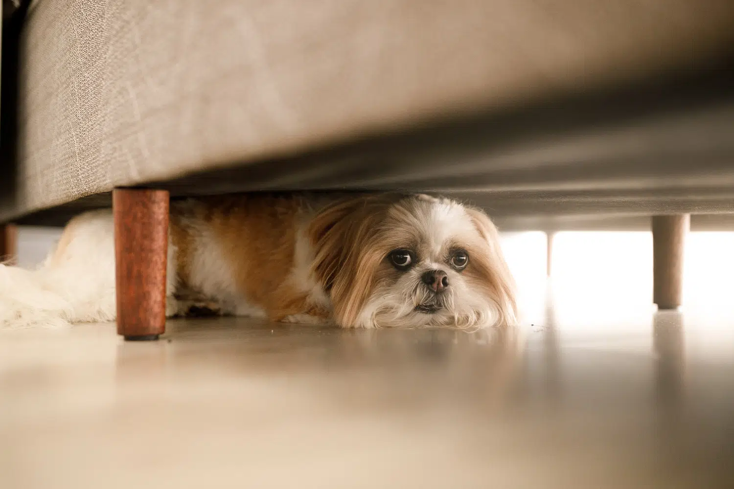Puppy hidding under the bed