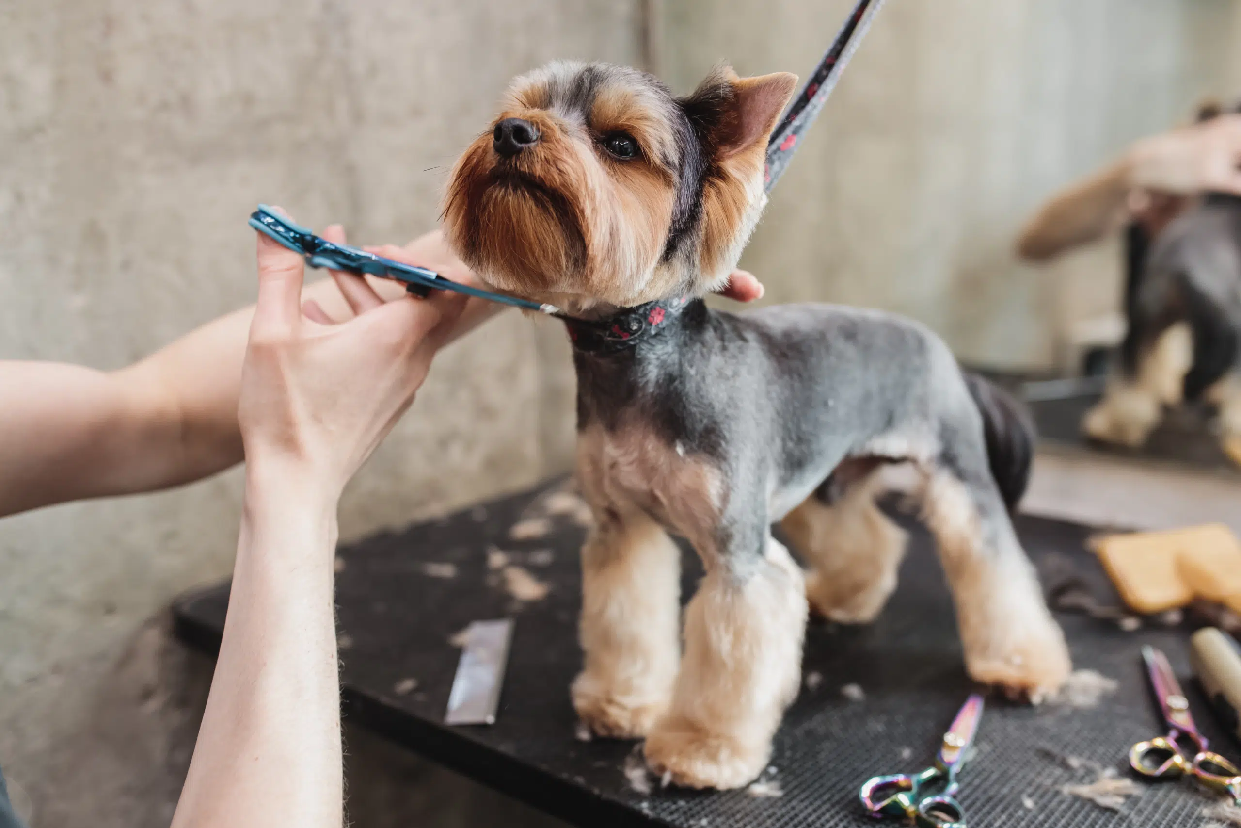 An image showing a professional dog grooming session for a small dog breed