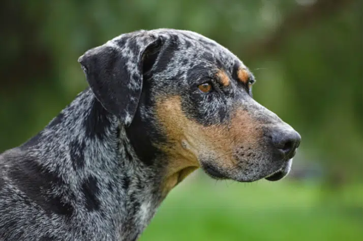 Catahoula hound, Herding Dog