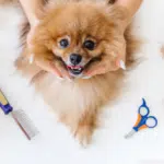 Dog Smiling After a Grooming