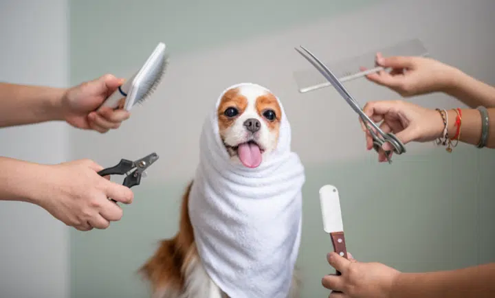 Dog Preparing to be Groomed