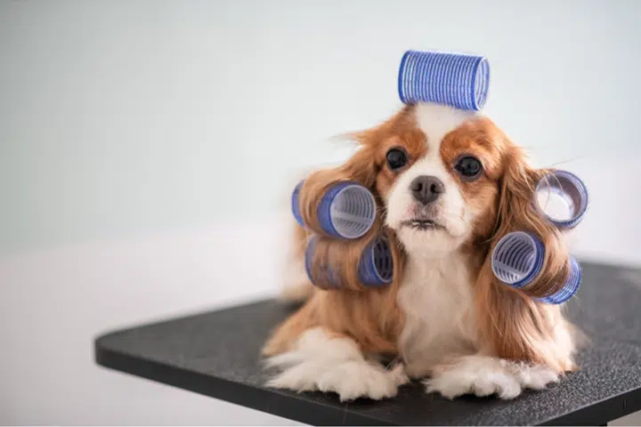 Dog With Hair Curls