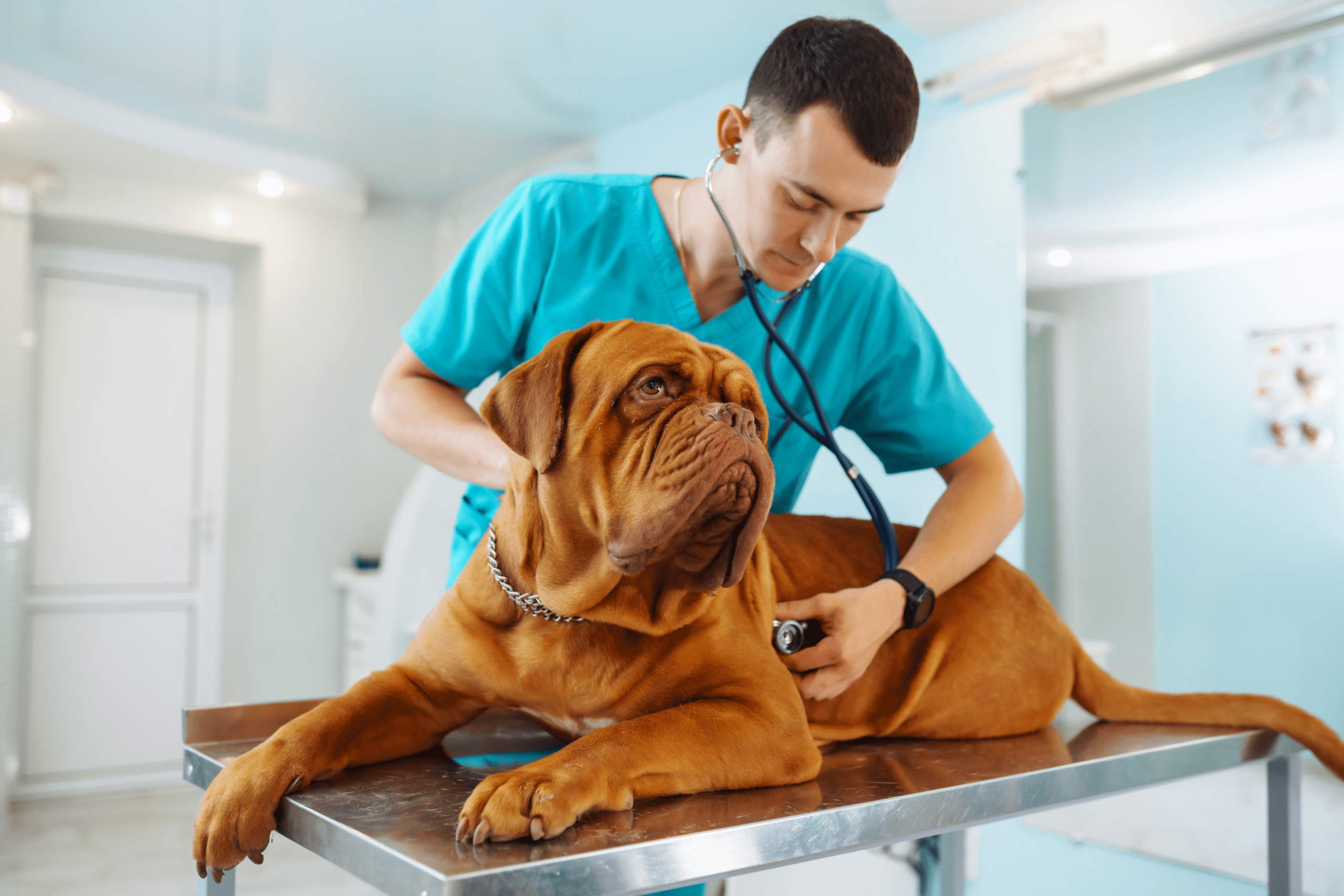 adult dog, vet check up