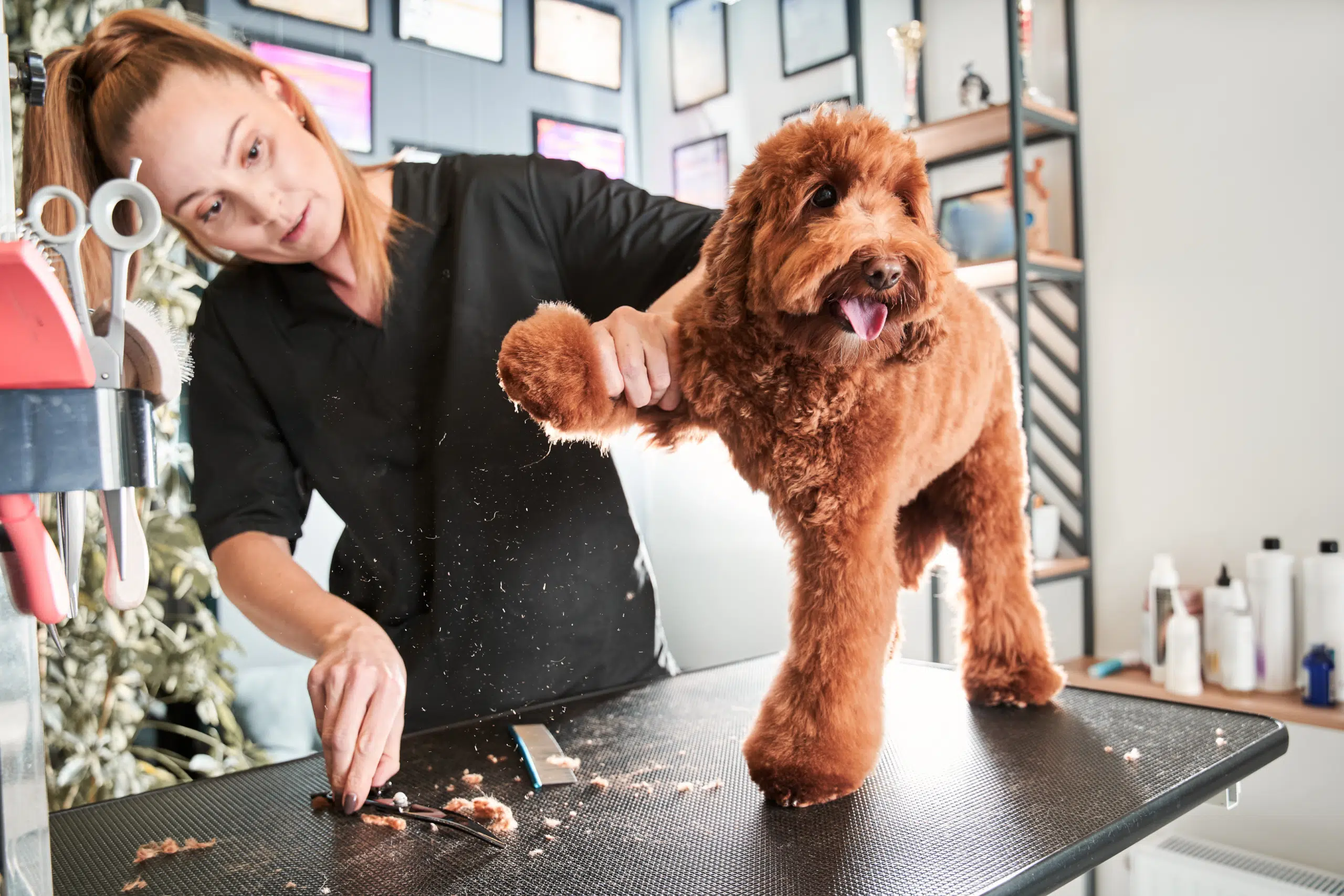 A professional groomer with certifications and training