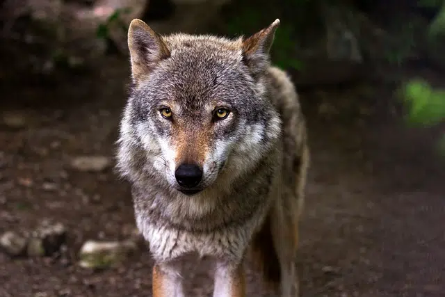 wolf, predator, hunter, gray wolf, The history of Dogs