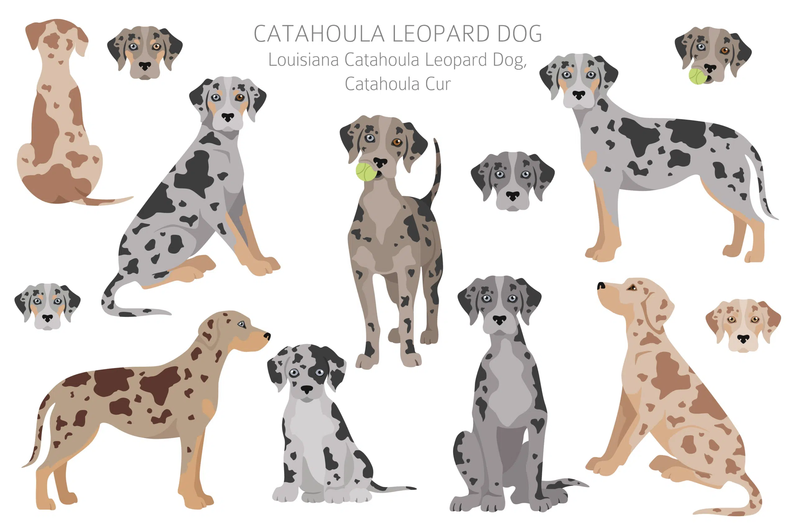 Various coats of the Louisiana Catahoula Leopard Dog, Catahoula Cur