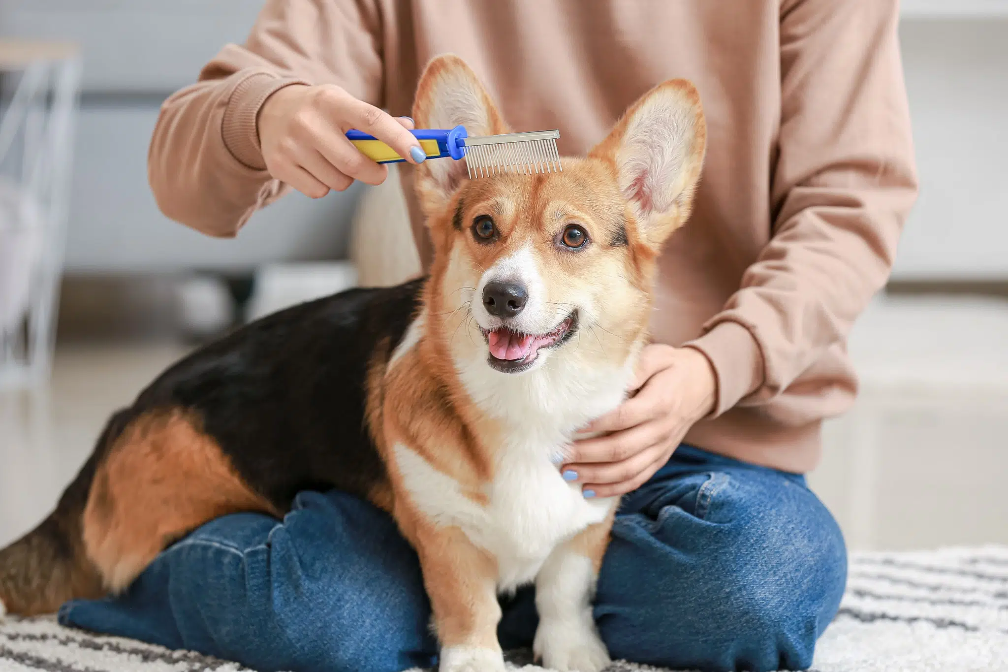 A dog being groomed at home
