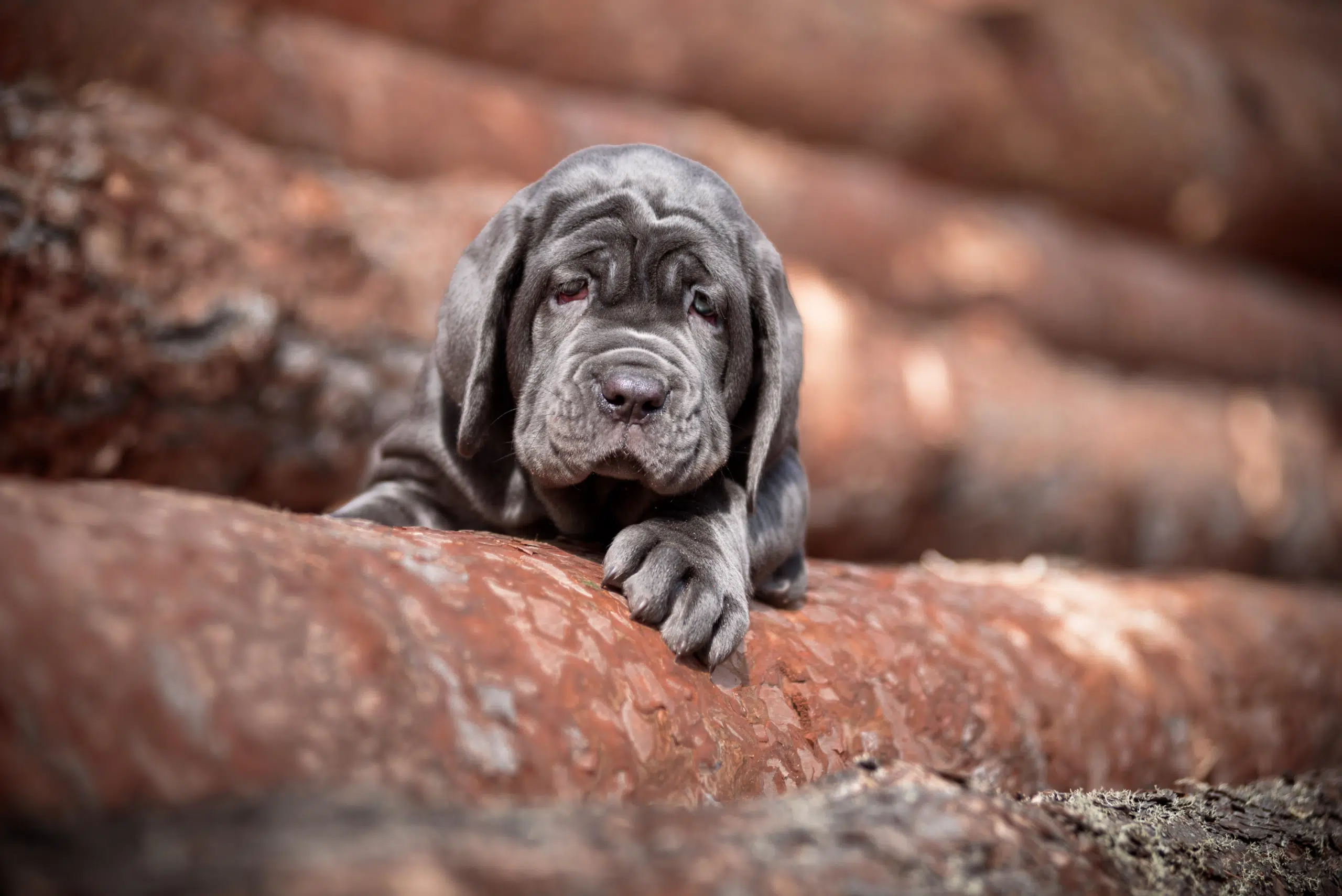 puppy on a log, pet
