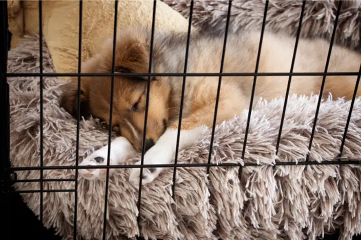 A puppy gradually being introduced to a crate