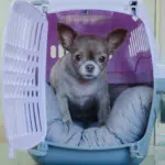 Dog's crate, frenchie puppy, male dog, puppy potty training crate