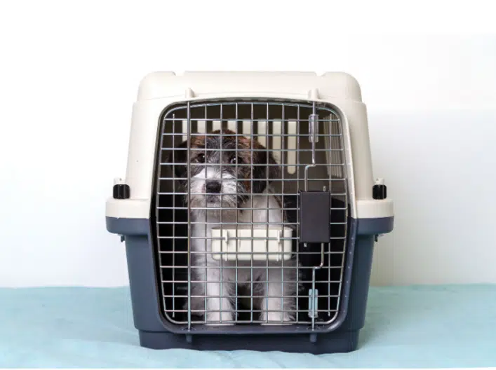 A puppy in a crate, being comforted by its pet parents