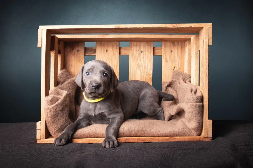 Cute puppy in a wood crate, safe space, new pup, happy life