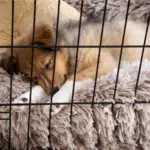 Puppy Sleeping in a Crate