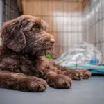 Dog preparing for crate training